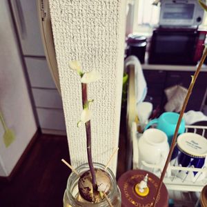 アボカド,水耕栽培の画像