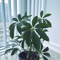 シェフレラ,レモン,植え替えの画像