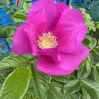 ハマナス,鉢植えの画像