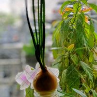 アボカド,玉ねぎ,ガジュマル,胡蝶蘭,デンドロビュームの画像