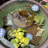 スイレン,ホテイアオイ,ウォーターバコパ,睡蓮,観察の画像