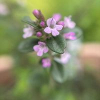 レモンタイム,ハーブの画像
