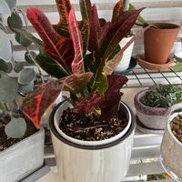ミルクブッシュ,クロトン エクセレント,観葉植物,solso farm,植替えの画像