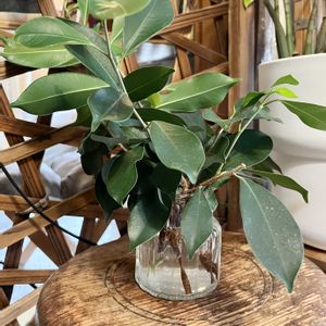 観葉植物,水挿し,剪定,観葉植物のある暮らしの画像