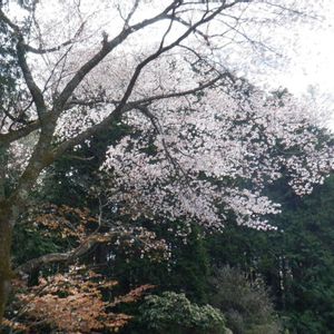 ヤマザクラ,樹木の画像