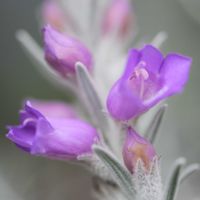エレモフィラ,植物のある暮らし,おうち園芸の画像