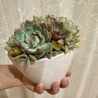 花うらら,火祭り,秋麗,ジュール,寄植えの画像
