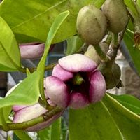 オガタマノキ,小さな庭,庭の画像