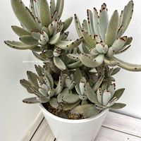 月兎耳,月兎耳(ベンケイソウ科/カランコエ属),多肉植物,カランコエ属,多肉大好きの画像