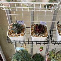 プロリフェラ,熊童子,センペルビウム ブルーボーイ,ドロサンテマム 米粒,ドロサンテマム グロボーサムの画像
