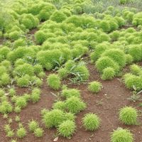 コキア,ホウキグサ,花のある暮らし,植中毒,花自慢の画像