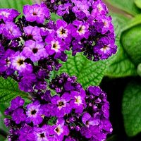 ヘリオトロープ,紫の花,癒し,可愛い花,笑顔になる花の画像