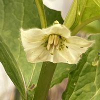 ホオズキ,ホオズキ,小さな白い花,庭　にわ,今年もホオズキの画像