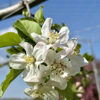 リンゴ,リンゴの花,お出かけ,道の駅 フルーツフラワーパーク大沢,白い恋人達の画像