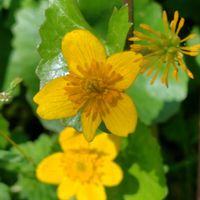 リュウキンカ,エンコウソウ,筑波実験植物園,GSに感謝。,植物観察の画像