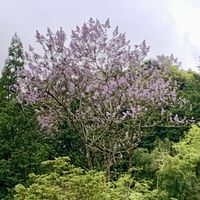 エビネ,タネツケバナ,島らっきょう,ベニバナヤマシャクヤク,モグラの穴の画像