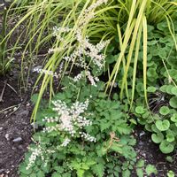 宿根草,アルンクス　シャンテリーレース,お花,おうち園芸,庭の画像