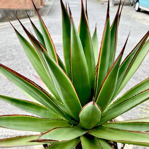 Agave 'Blue Glow',カクタス広瀬,車庫の画像