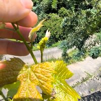 ブドウ,セレージャ,季節の花,耐寒性熱帯果樹,GS映えの画像