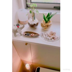 サンスベリア,ポリシャス,観葉植物,植物大好き,観葉植物のある暮らしの画像