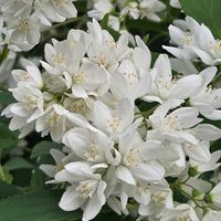 ウツギ,夏みかん,羽衣ジャスミン,癒し,祈りを込めての画像