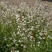 ルッコラ,ルッコラのお花,ハーブのある暮らしの画像