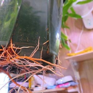 ミリオンバンブー,ドラセナ・サンデリアーナ,ラッキーバンブー,富貴竹,観葉植物の画像