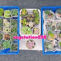 ルビーネックレス,金のなる木,多肉植物,多肉植物寄せ植え,多肉植物販売の画像