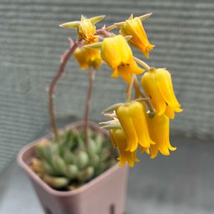 ヘラクレス,多肉植物,エケベリア属,多肉花芽,多肉女子の画像