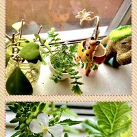 朧月,大根,ハートホヤ,癒し,野菜の花の画像