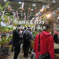 多肉植物,多肉大好き,洋ラン,花のある暮らし,つぶつぶの画像