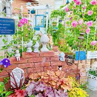 チューリップ,ネモフィラ,つるバラ...,ヒューケラ,ヒューケラの画像