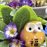 ジュリアン,プリムラジュリアン,キュンキュン乙女倶楽部,幸せを呼ぶフクロウ祭り,フクロウ祭の画像