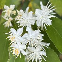 ナナカマド,セイヨウイワナンテン,ハイノキ,ハイノキ,セイヨウニワトコ。の画像