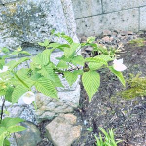シロヤマブキ,植栽,低木,玄関アプローチ,庭の画像