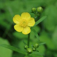 アザミ,カキドオシ,ウマノアシガタ,花散歩,実家の近所の画像