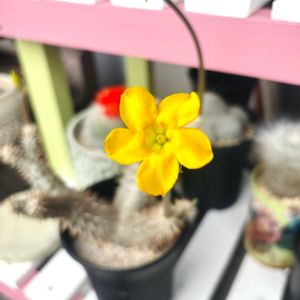 パキポディウム シバの女王の玉節,サボテンの花,シバの女王の玉櫛,サボテン 開花,今日のお気に入り紹介の画像
