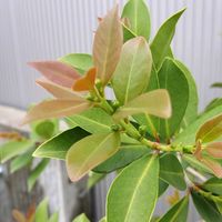 グァバ,グァバ,鉢植えの画像