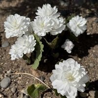 スノードロップ,ツツジ,ツツジ,ツツジ,シラーシベリカの画像