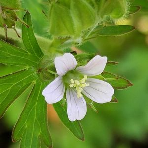 アメリカフウロ,アメリカフウロ,無農薬野菜,菌ちゃん農法,家庭菜園の画像