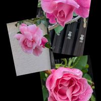 クリスマスローズ,モンステラ,シラー・カンパニュラータ,薔薇 スパニッシュ・ビューティ,スーパーべナ アイストゥインクルの画像