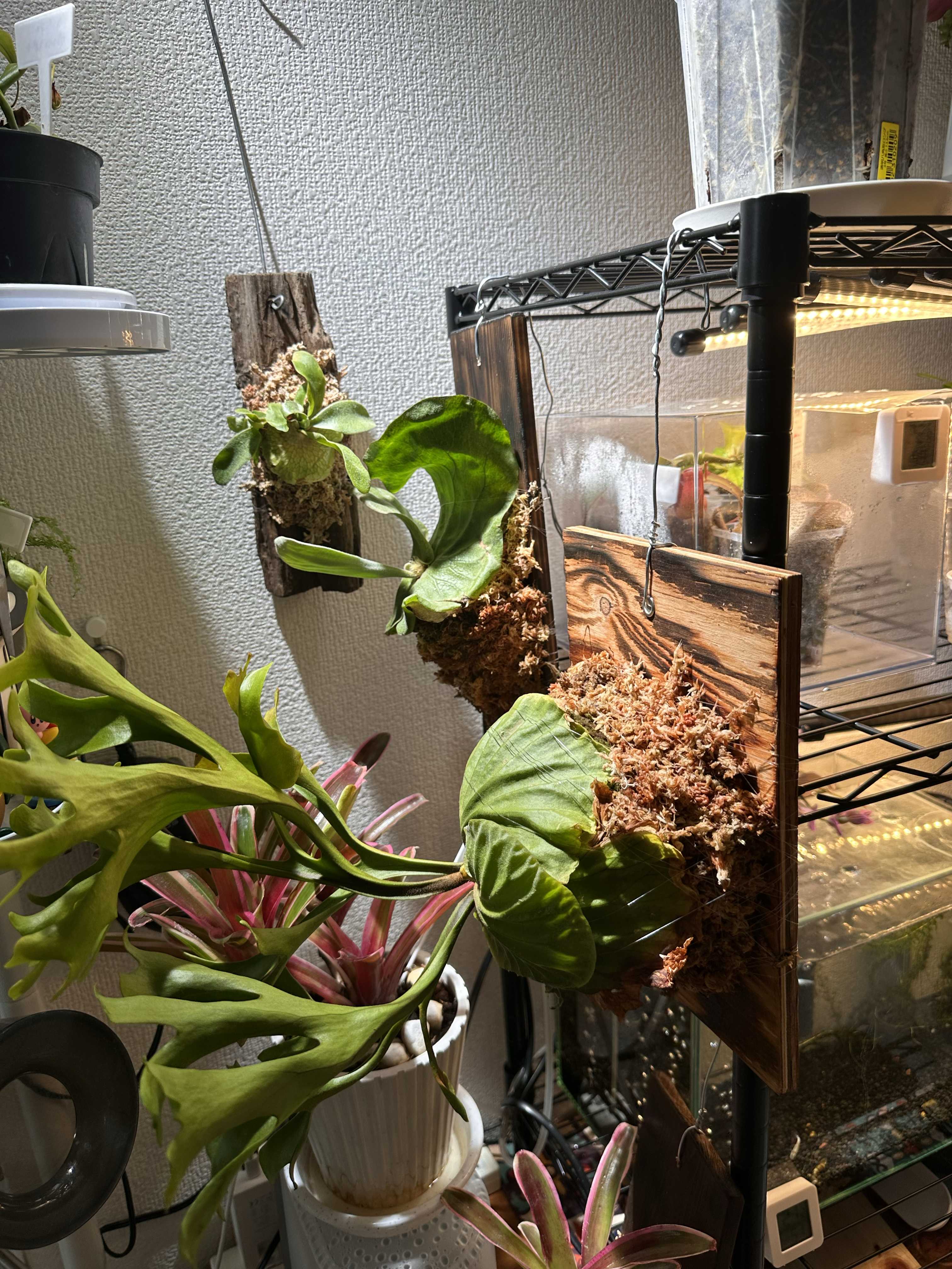 リドレイ自生地 ビカクシダの森