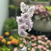 デルフィニウム,デルフィニウム チャチャ,切り花,ガーデニング,八重咲きデルフィニウム チャチャの画像