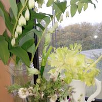 ウド,こごみ,たけのこ,職場のキッチンフラワー,刈羽村の美容室の画像