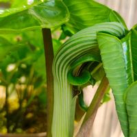 ムサシアブミ,ガーデニング,ボタニカルライフ,山野草,お庭の植物の画像