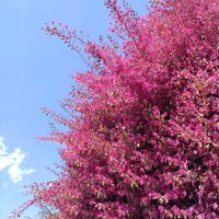 ボタン,ベニバナトキワマンサク,半分そら,雲仲間,木曜日は木に咲く花の画像
