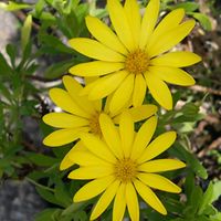 キララ,サントリーフラワーズ,我が家のお花,おうち園芸の画像