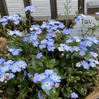 ワスレナグサ,ハンギングバスケット,熊本,今日のお花,熊本からの画像