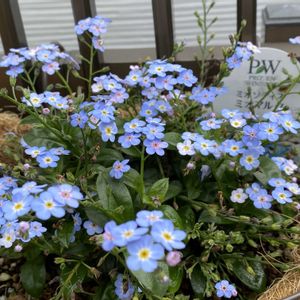 ワスレナグサ,ハンギングバスケット,熊本,今日のお花,熊本からの画像