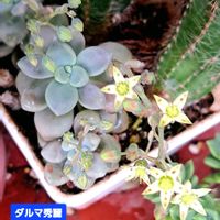 だるま秀麗,グラプトペタルム,植物男子ベランダー,グラプトペタルム属,ベランダの画像